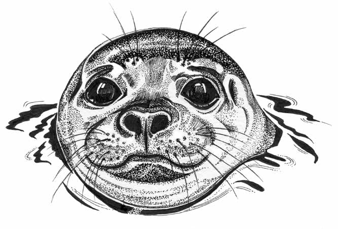Sketched drawing of a seal face by Joanna Streetly