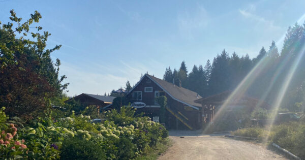 The driveway of Persephone with the red barn centred, hydrangeas on the left, and a sun flare on the right.