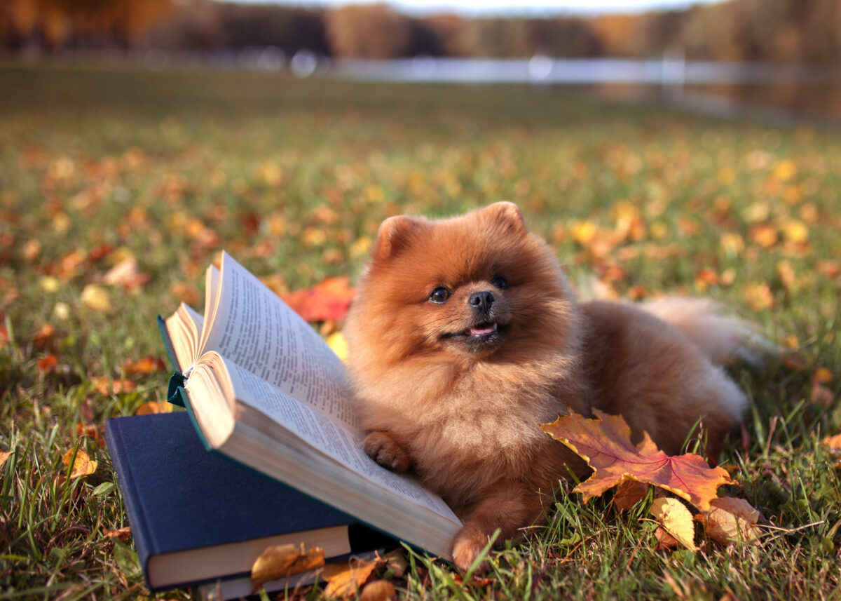 Canine Library – Vancouver Public Library at Trout Lake Park